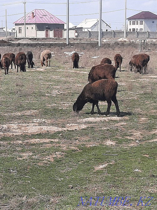 Kora zhai rent? and pregnant Turkestan - photo 1