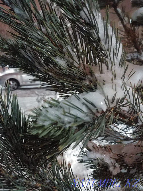 I will rent a capital garage for rent or sell it in the area of the Country of Goods. Petropavlovsk - photo 1