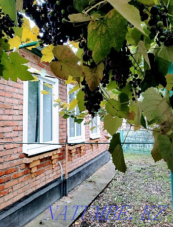Long term house for rent Shymkent - photo 1