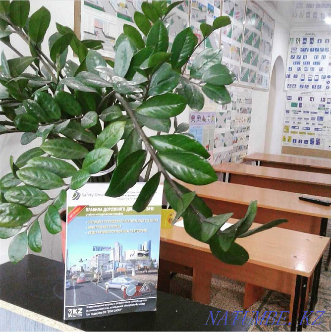 An experienced driving instructor will teach you all the driving skills Shymkent - photo 1