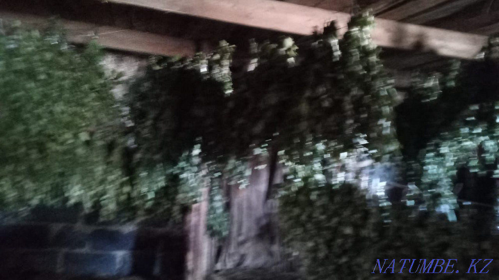 Brooms fresh birch 320 tenge  - photo 5