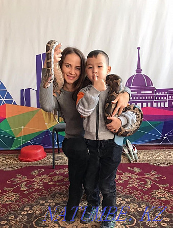 The circus. Circus program. Circus show. Animators. Children holidays Almaty - photo 4