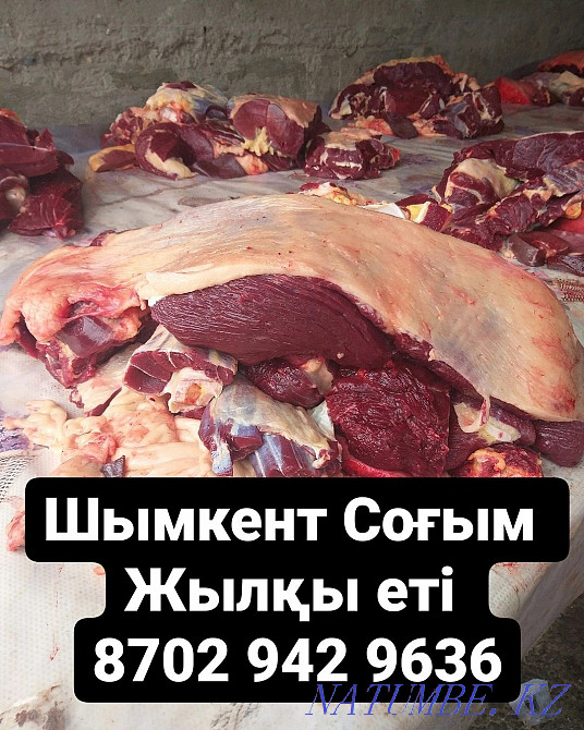 Тамада Асаба Домбыра Баян ансамблінің камерасы Шымкент - изображение 2