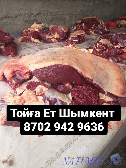 Тамада Асаба Домбыра Баян ансамблінің камерасы Шымкент - изображение 1