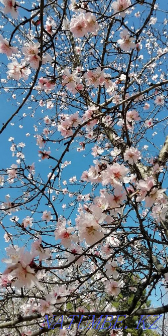 Приглашаем в наш салон Балыкши - изображение 1