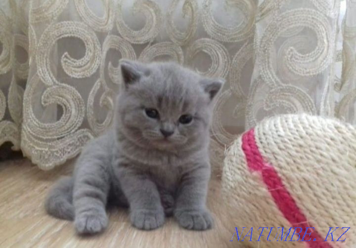 Мен шаш ұзартатын модель іздеймін!  Астана - изображение 1