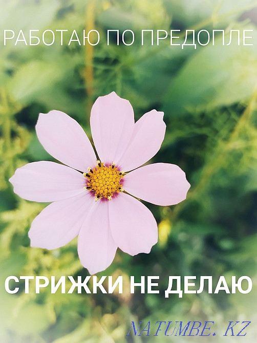 Парикмахерские услуги.Полировка волос.Мелирование.на дому Темиртау - изображение 2