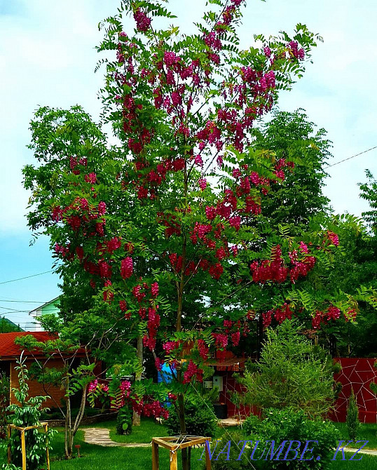 Landscaping. Landscaping. Creation of projects. Almaty - photo 3