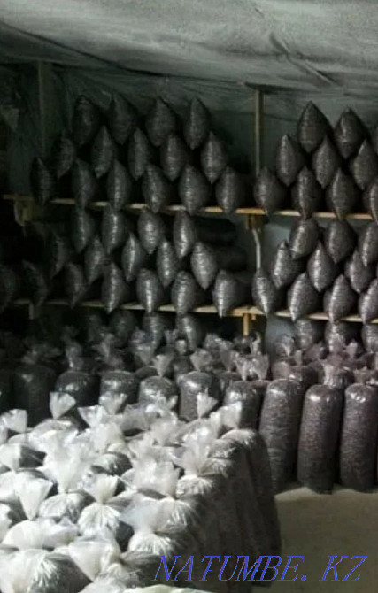 Turnkey construction of myceliums Taraz - photo 4