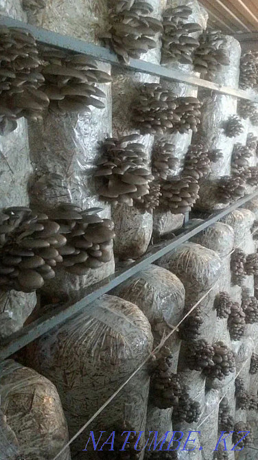 Turnkey construction of myceliums Taraz - photo 1