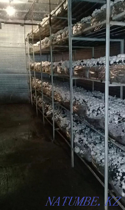 Turnkey construction of myceliums Taraz - photo 2
