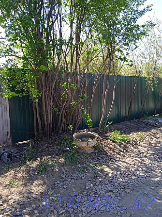 Installation of fences. Greenhouses. Electric welding Petropavlovsk - photo 2