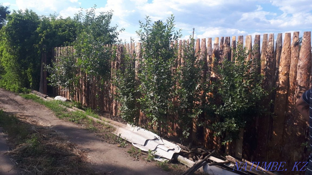 Fence height 2 meters (wooden) Kostanay - photo 7