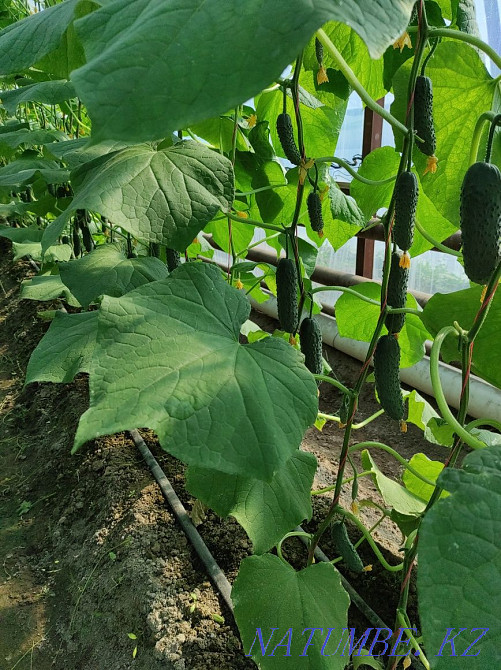 Барлық түрдегі және өлшемдегі жылыжайлар  Тараз  - изображение 3