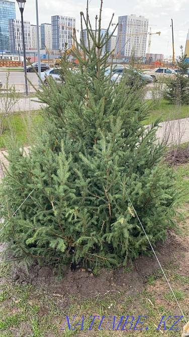 Accomplishment. Paving stone, Border Curb, Lawn, Pine, Spruce, Asphalt. Astana - photo 2