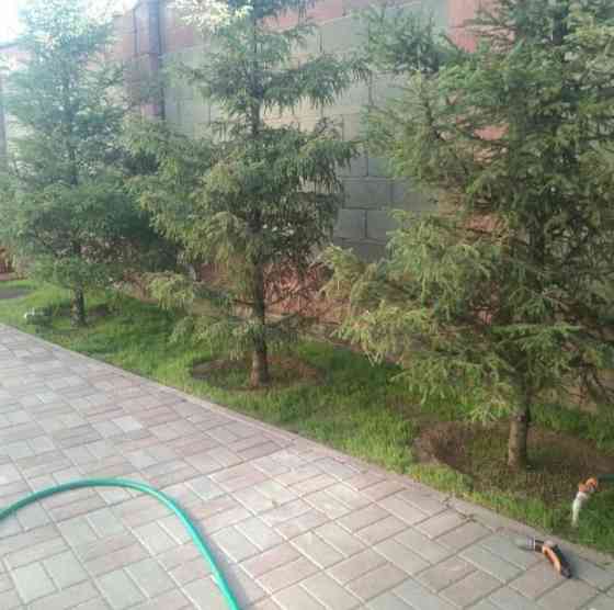 Озеленение, посадка деревьев, кустарников, уборка мусора Астана