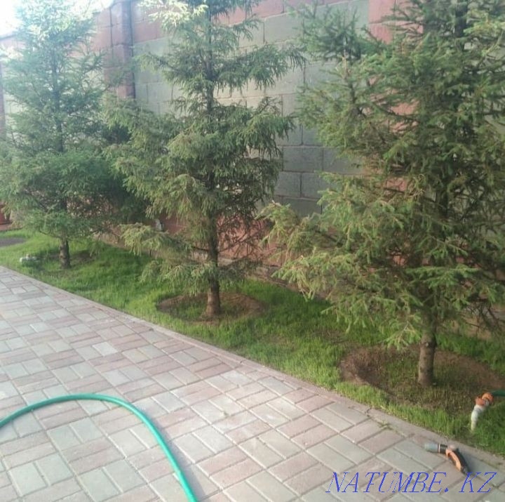 Озеленение, посадка деревьев, кустарников, уборка мусора Астана - изображение 4