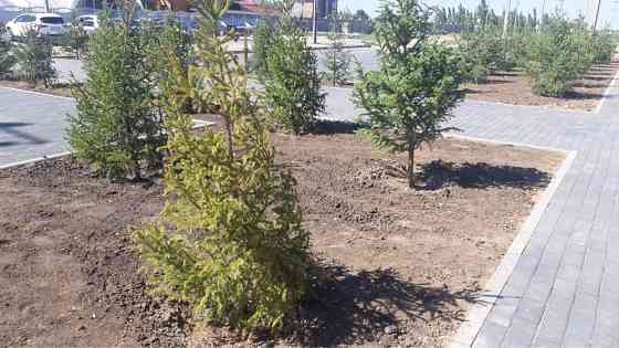 Услуги по озеленению, посев газона, гарантия на все виды работ. Усть-Каменогорск