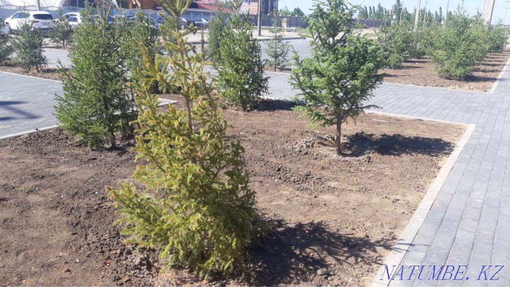 Услуги по озеленению, посев газона, гарантия на все виды работ. Усть-Каменогорск - изображение 6
