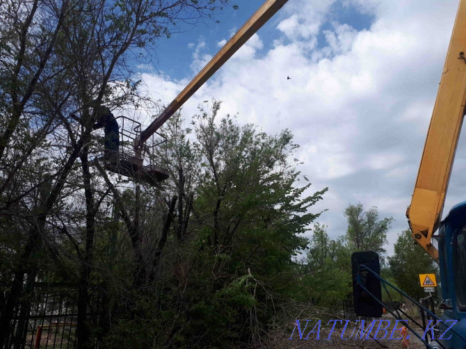 Көгалдандыру: ағаштар мен бұталарды кесу және отырғызу  Астана - изображение 3