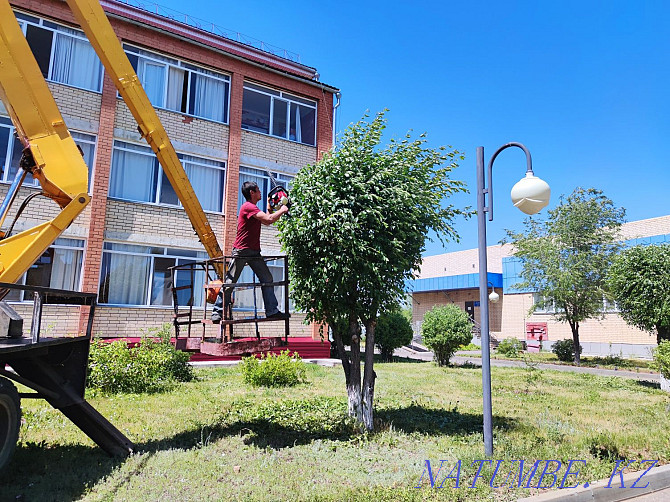 Көгалдандыру: ағаштар мен бұталарды кесу және отырғызу  Астана - изображение 4