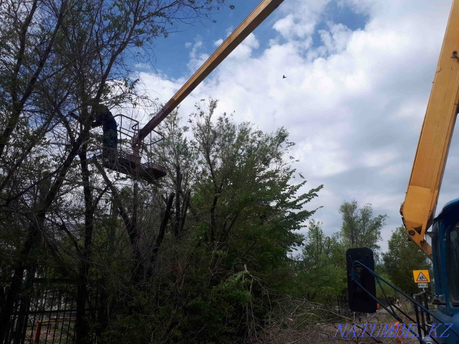 Landscaping: pruning and planting trees and shrubs Astana - photo 3