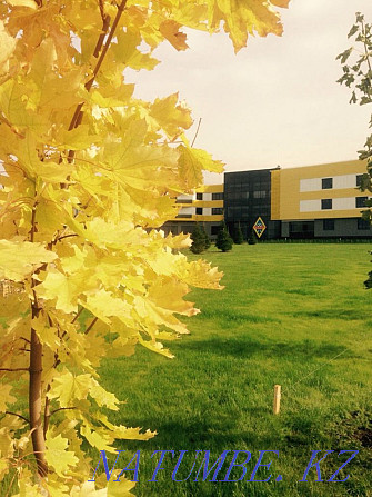 Landscape gardening, trees, flowers Astana - photo 1