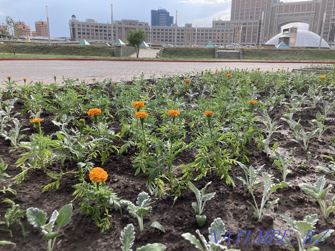 Landscape gardening, trees, flowers Astana - photo 5