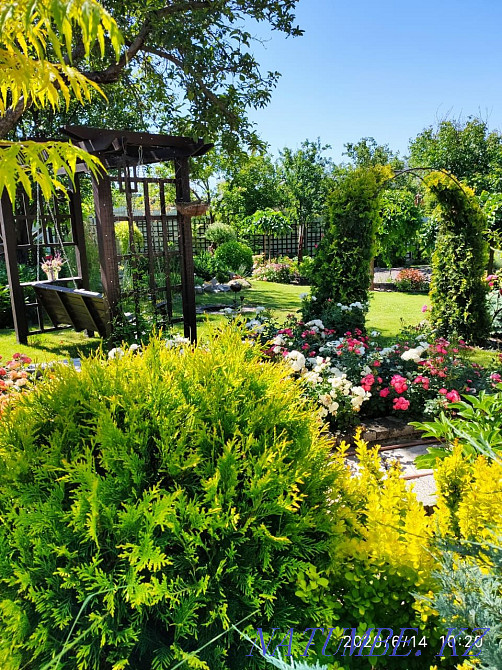 Landscaping of territories. Lawn laying. Landscaping. Almaty - photo 1