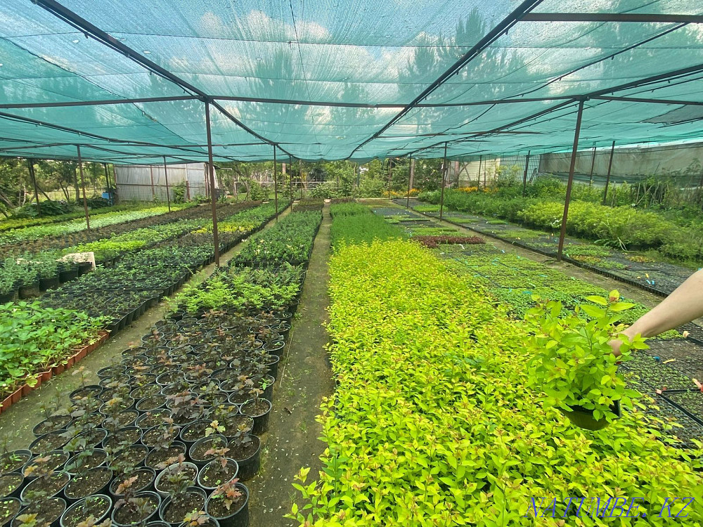 Execute a landscaping project Almaty - photo 6