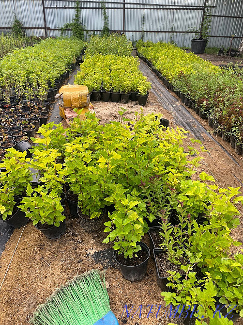 Execute a landscaping project Almaty - photo 4