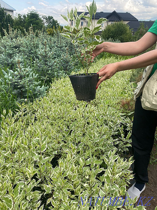 Execute a landscaping project Almaty - photo 5