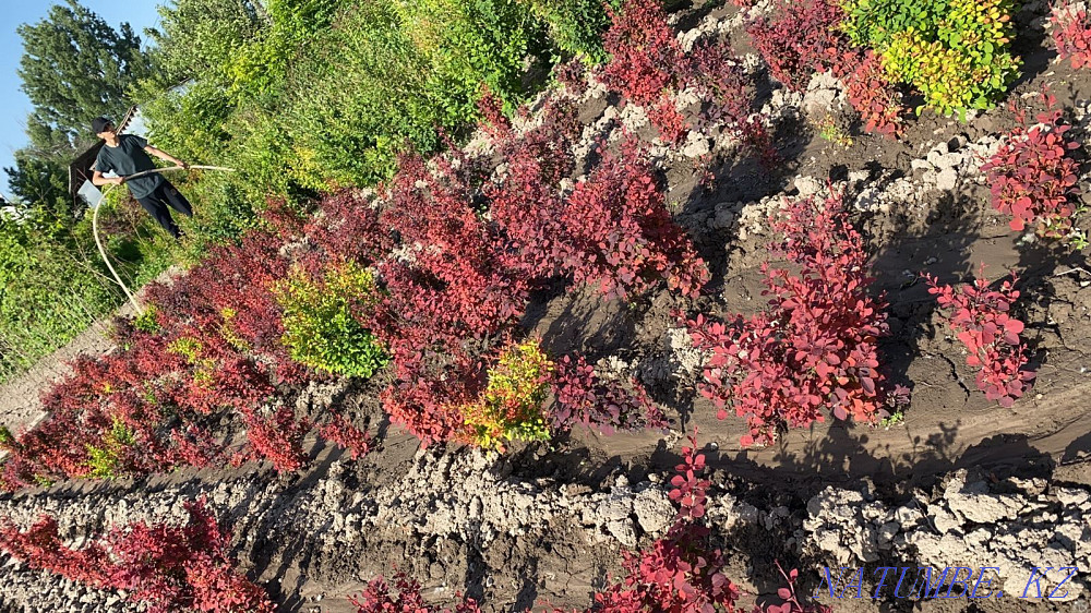 Execute a landscaping project Almaty - photo 3