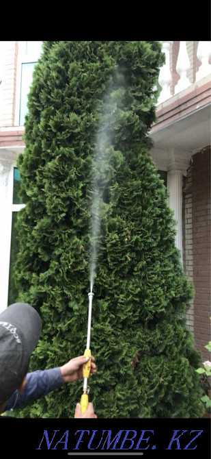 Garden maintenance, lawn mowing, fruit pruning, spraying Almaty - photo 7