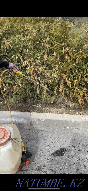 Garden maintenance, lawn mowing, fruit pruning, spraying Almaty - photo 8