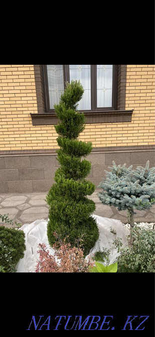 Garden maintenance, lawn mowing, fruit pruning, spraying Almaty - photo 2