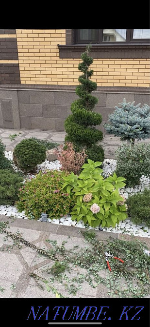 Garden maintenance, lawn mowing, fruit pruning, spraying Almaty - photo 1