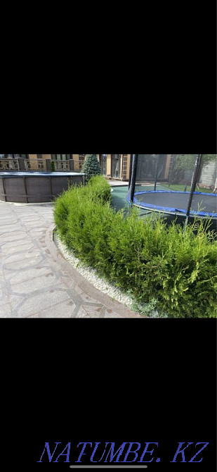 Garden maintenance, lawn mowing, fruit pruning, spraying Almaty - photo 3