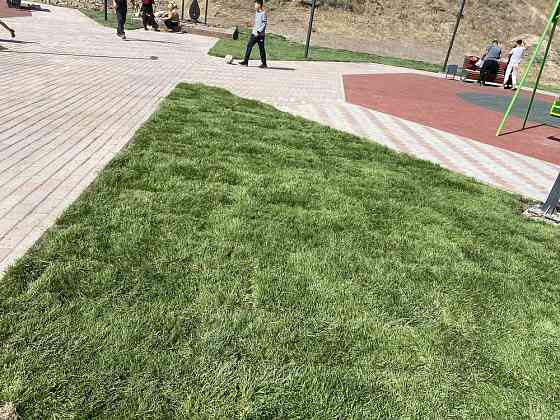 Посадка деревьев , Ландшафтный дизайн , рулонный газон Almaty