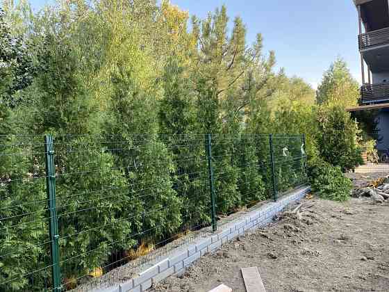 Посадка деревьев , Ландшафтный дизайн , рулонный газон Алматы