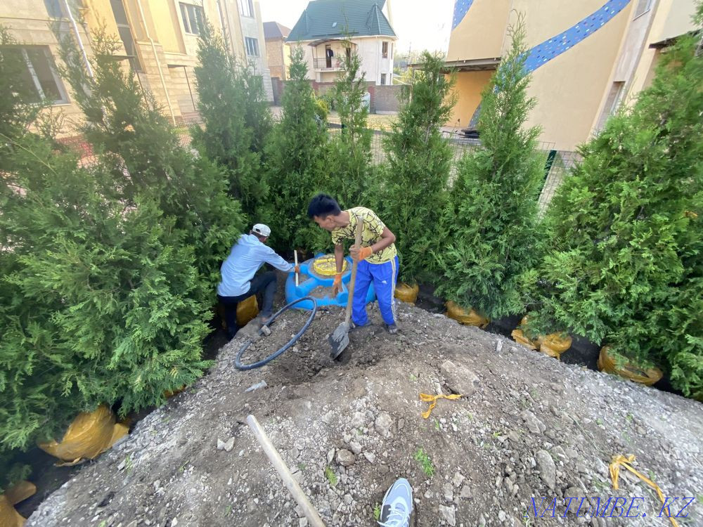 Tree planting , Landscaping , roll lawn Almaty - photo 1