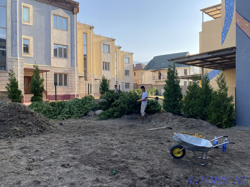 Tree planting , Landscaping , roll lawn Almaty - photo 3