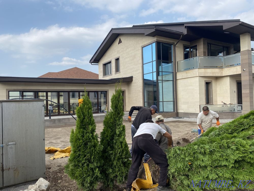 Tree planting , Landscaping , roll lawn Almaty - photo 4