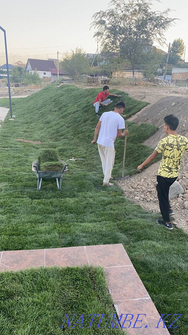 Tree planting , Landscaping , roll lawn Almaty - photo 5