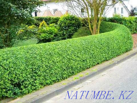 Gardening services (landscaping) Almaty - photo 1