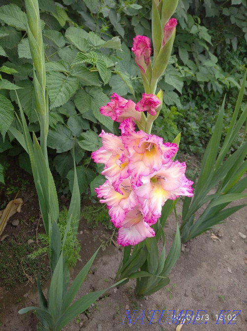 Cleaning of apartments and houses Almaty - photo 4