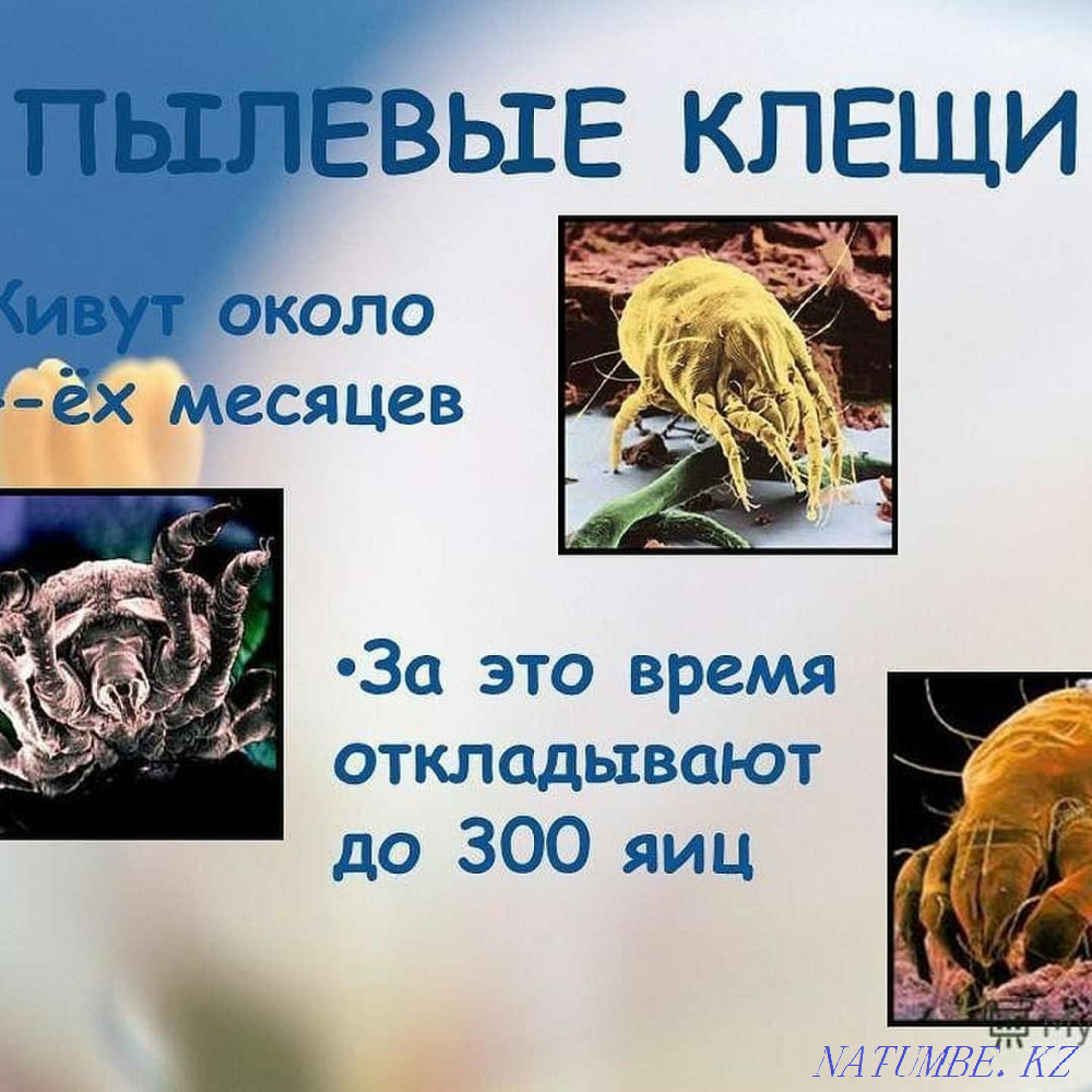 Without intermediaries dry cleaning furniture mattresses at your home Kokshetau - photo 6