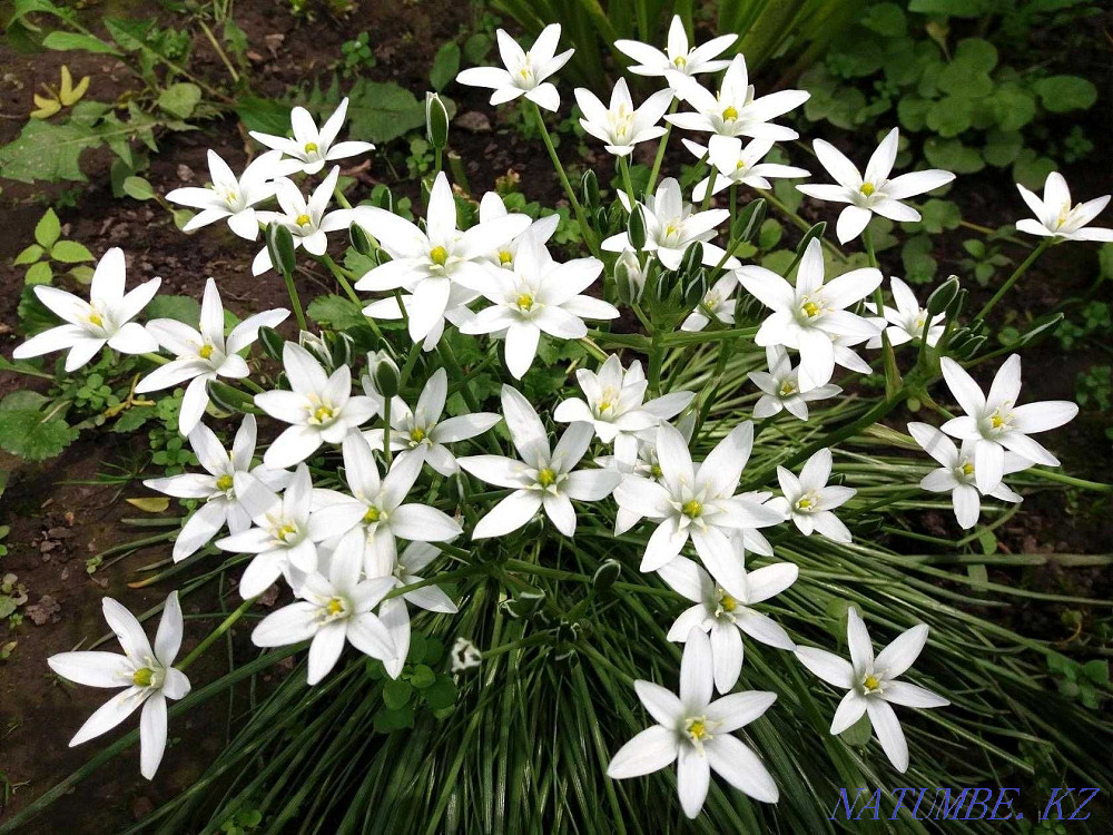 Sell garden plants Almaty - photo 3