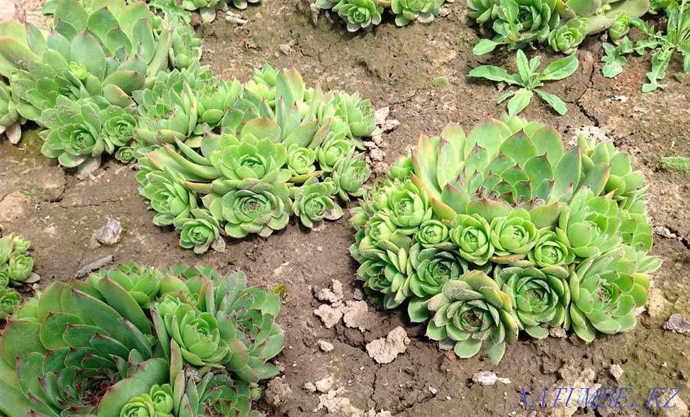 Каменная роза цветок фото на клумбе I will sell a garden plant - a stone rose: 800 ₸ - Garden plants in Almaty NATUM