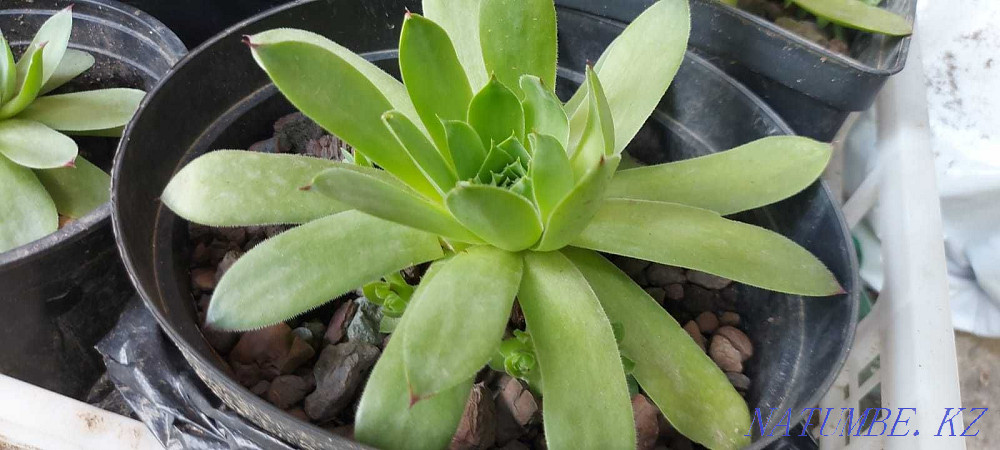 Продам садовое растение- каменная роза Алматы - изображение 1